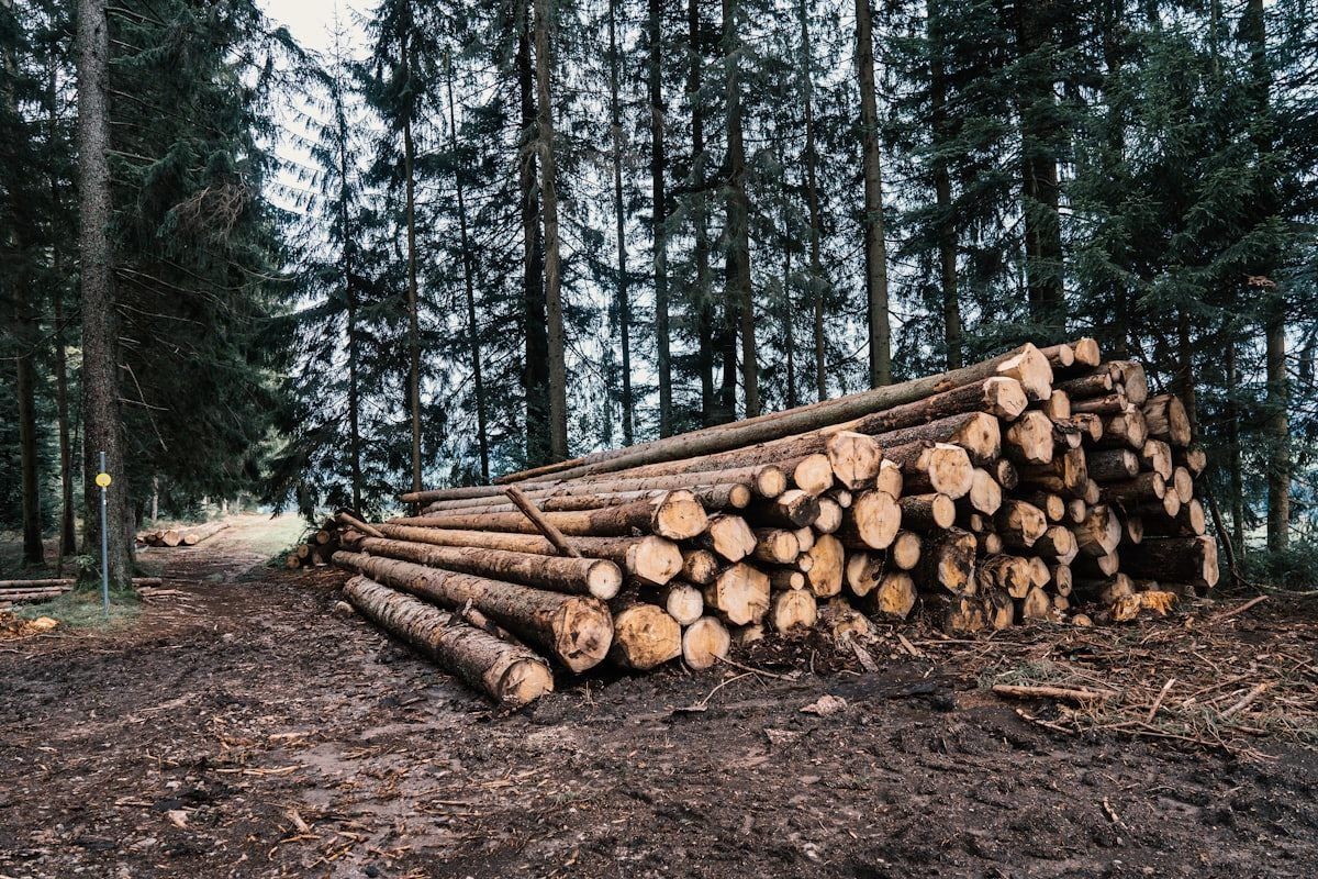 Foresterie et bois